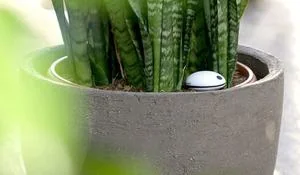 koabuchi-un-sensor-para-cuidar-las-plantas-via-wifi.jpg