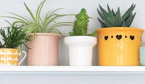 Plantas cactus en macetas de colores