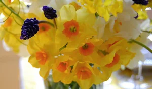 Narcisos amarillos en una copa