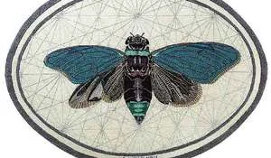 Alfombra con una mosca