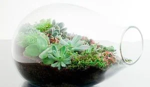 como-hacer-un-terrario-en-casa.jpg