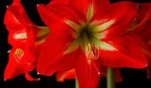 flores-de-invierno-amarillys