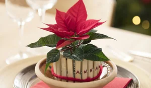 Mini ponsettias con marca puesto en las mesas navideñas