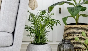 Regalos navideños para el salón