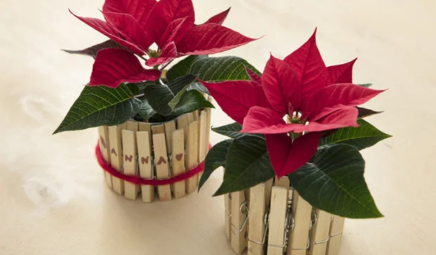 Marca puestos decorativos con mini poinsettias