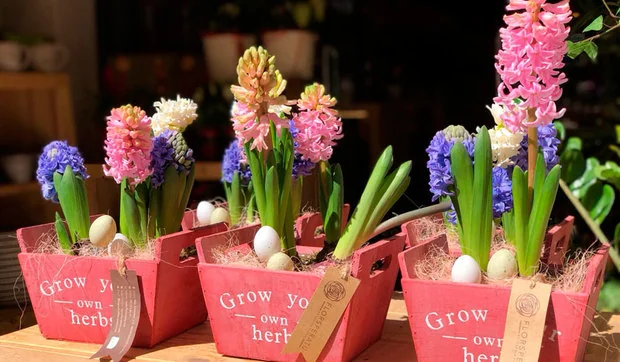 Regala flores y plantas a domicilio