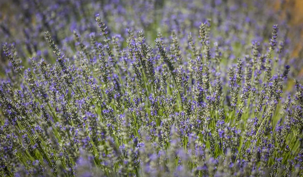 Festival de la lavanda. ¿Te lo vas a perder?
