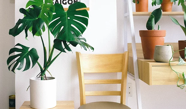 Decorar con plantas de interior