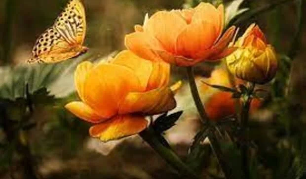 Guía completa para elegir la mesa de comedor perfecta para tu casa