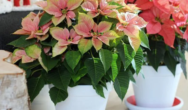 Poinsettias para decorar las fiestas navideñas