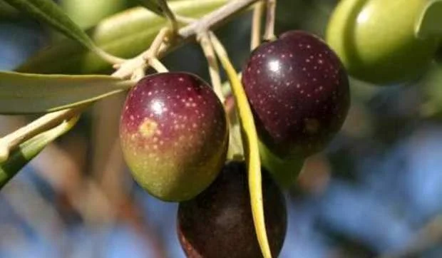 Aceitunas aliñadas de cuatro maneras y un paté