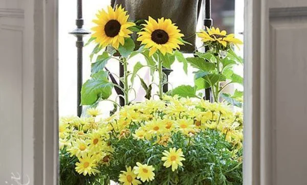 Bolsas-macetas para colgar plantas