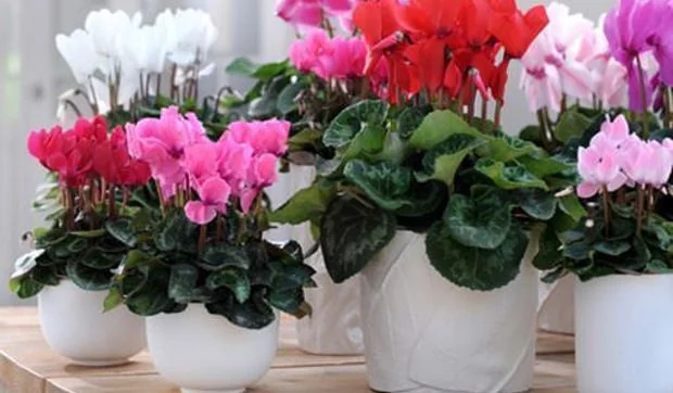 Ciclamen, flor de invierno que influye en nuestro bienestar