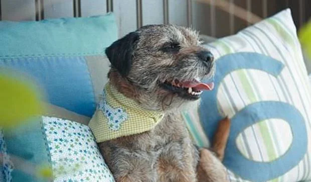 Cojines infantiles con aplicaciones