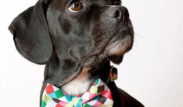 Collares para mascotas 