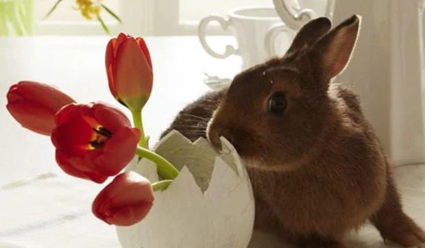 Cómo hacer un huevo de pascua con un coco