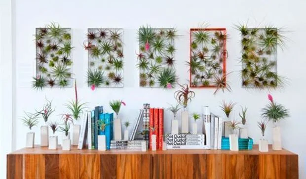 Decorar con marcos de plantas aéreas