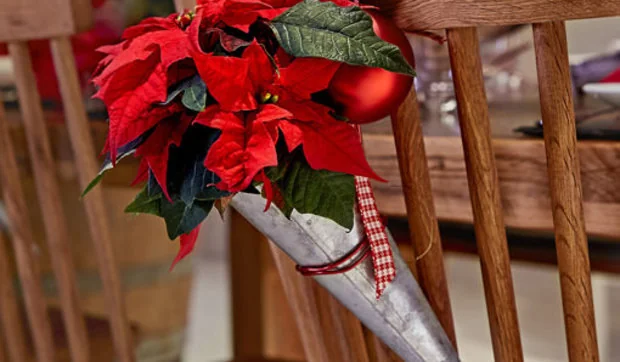 DIY en un trix: decorar las sillas con mini poinsettias