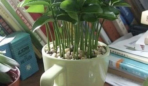 Hojas de limonero cultivadas en casa