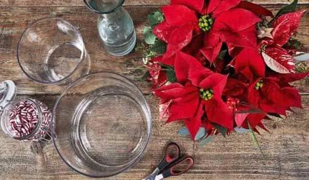 Jarrones con la flor de Pascua y caramelos para decorar la casa