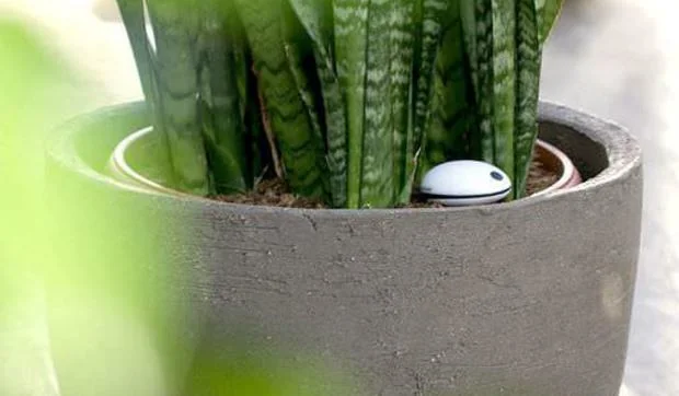 Koabuchi, sensor para cuidar las plantas vía wifi