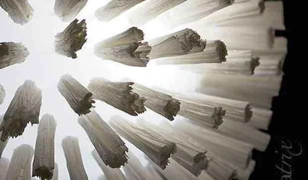 Lámparas ecológicas de formas orgánicas