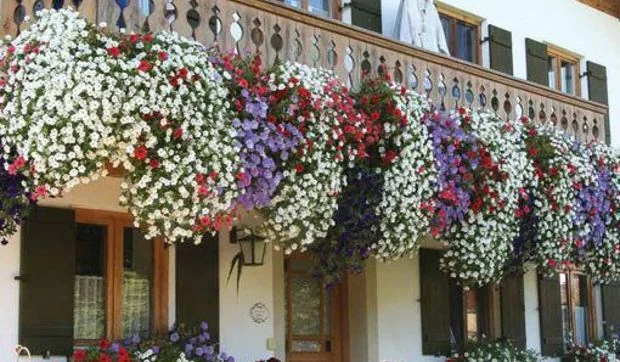 Petunias, belleza y colorido en exteriores