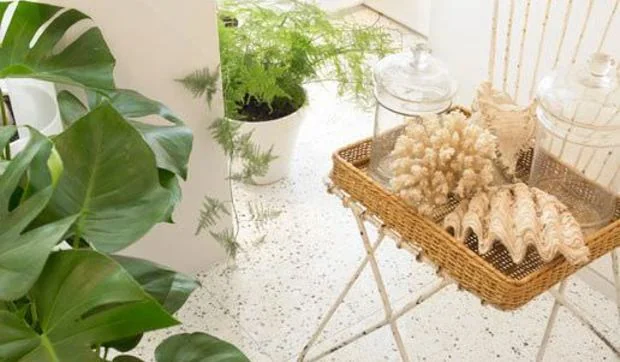 Plantas y flores en casa