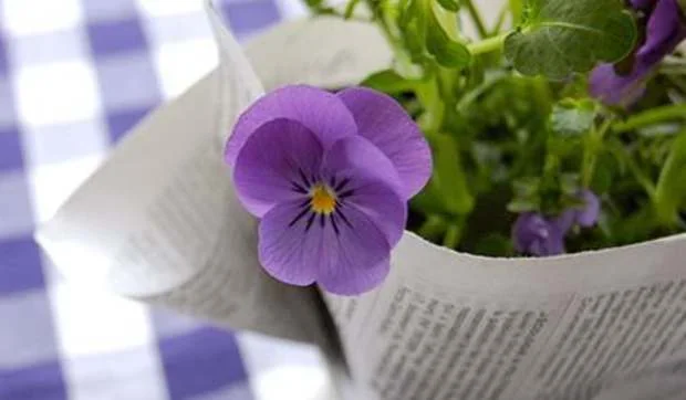 Plantas envueltas para regalo