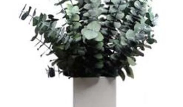 Plantas estabilizadas que no necesitan riego