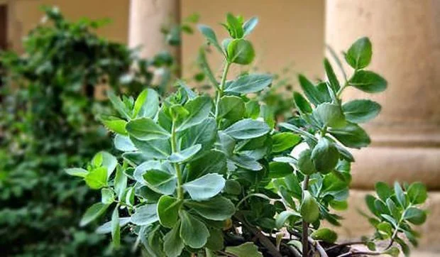 Plantas siempre vivas