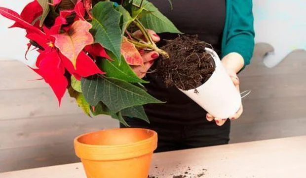 Poinsettias colgantes para adornar la casa estas navidades