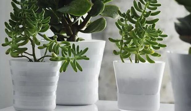 Recipientes de cristal para guardar los artículos más diversos