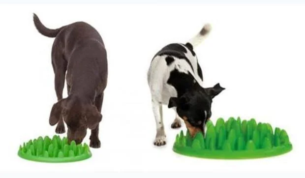 Regalos para mascotas en el día de su patrón