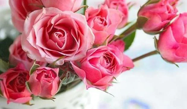 Rosa, flor del mes de junio