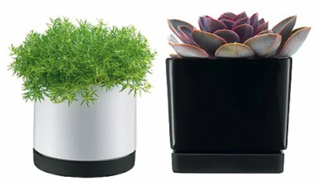 ¡Será por macetas!