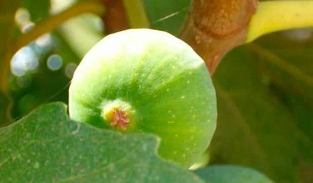 Temporada de higos, cómo saborearlos en dos exquisitas recetas