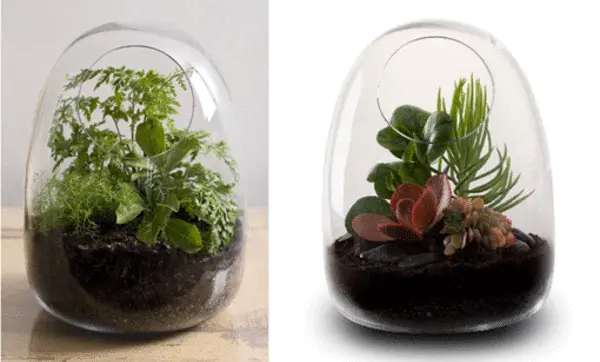 Terrarios de cristal para plantas
