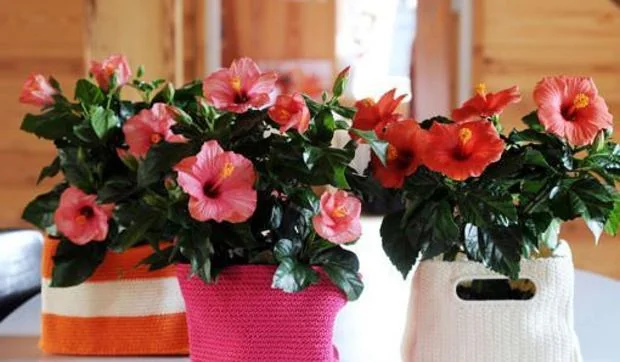 Tres flores de mayo para tener en casa