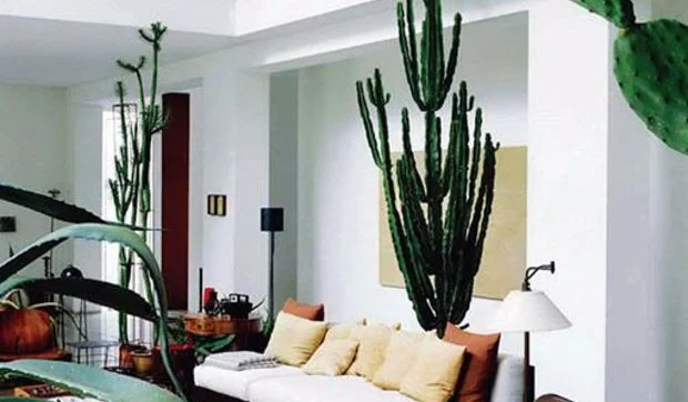 Un salón decorado con cactus