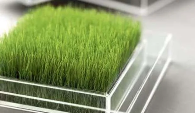Un trocito de césped en tu salón