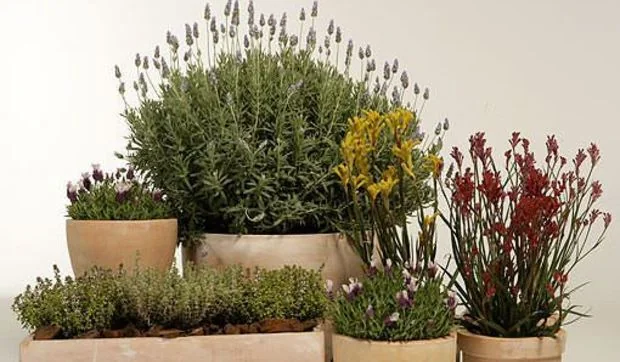 Xerojardinería: un jardín ecológico en tu terraza